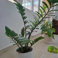 گل طبیعی|گل و گیاه طبیعی|جم, |دیوار