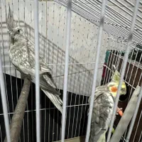 عروس هلندی|پرنده|بندر کنگان, |دیوار