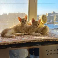 واگذاری رایگان گربه