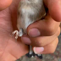 سهره نر متولد قفس حلقه پا