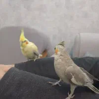 عروس هلندی نر و ماده|پرنده|شهرضا, |دیوار