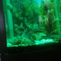 اکواریوم|ماهی|فردوسیه, |دیوار