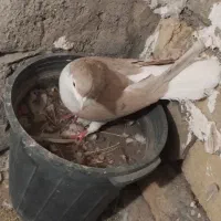 ساده هفت رنگ نر و ماده|پرنده|طرقبه, |دیوار