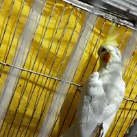 عروس هلندی