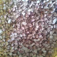 لوبیا چیتی شکسته