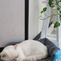 واگذاری گربه اسکاتیش دبل فولد پسر|گربه|گلبهار, شهر جدید گلبهار|دیوار