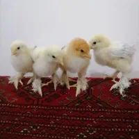 جوجه برهما