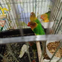جوجه طوطی برزیلی 3 ماهه