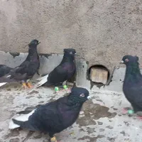 کبوتر دم سفید.