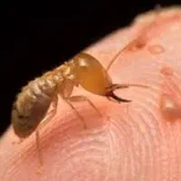 شرکتسمپاشیسمپاشیساسسوسکمورچهبا۲۰٪تخفیف|خدمات نظافت|تهران, جهاد|دیوار