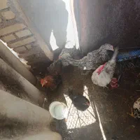 مرغ|حیوانات مزرعه|چوبر, |دیوار