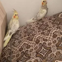 دوعدد جوجه عروس هلندی