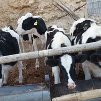 فروش گوساله تلیسه هلشتاین و گوساله نر سمینتال|حیوانات مزرعه|خفر, |دیوار