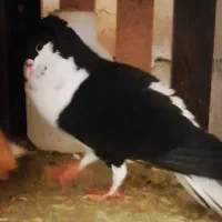 3تاکفتر ساده سیاه کاکلی نر واکسی بزرگه پرشی|پرنده|مشهد, رستگار|دیوار