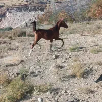 اسب نریان|اسب و تجهیزات اسبسواری|همایجان, |دیوار