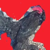 خروس مرندی