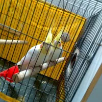 عروس هلندی جفت|پرنده|شلمان, |دیوار