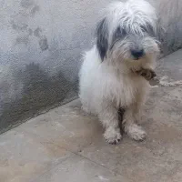 سگ خانگی