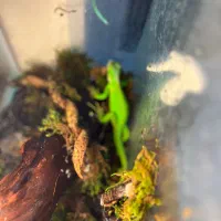 خزنده حیوانات