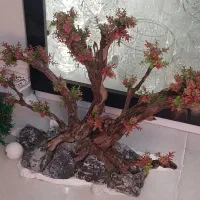 دکور آکواریوم
