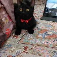 واگذاری گربه مشکی|گربه|شیراز, اصلاحنژاد|دیوار