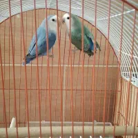 فروش کوتوله برزیلی ۴میلیون ونیم