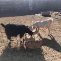 فروش بز سانن ودورگ