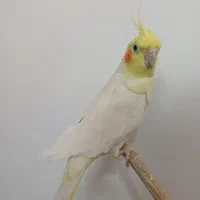 عروس هلندی نر لوتینو|پرنده|قم, زاویه|دیوار