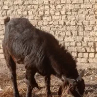 نر بز پاکستانی اصل نژاد کاموری