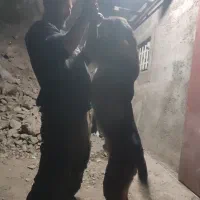 پژدر 10ماهه نر|سگ|رودبار, |دیوار