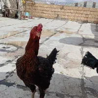 خورس لاری اصیل