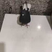 زاغ دم سفید نر و ماده|پرنده|تهران, شهرک طالقانی|دیوار