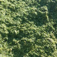 ذرت علوفه دامی کیلو ۴۵۰۰|عمده‌فروشی|هلالی, |دیوار