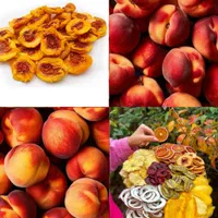 دستگاه خشک کن میوه قارچ زعفران انگور پستهd150gt|ماشین‌آلات صنعتی|یزد, |دیوار