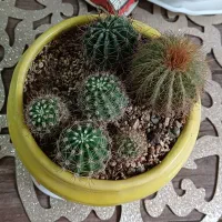 گل کاکتوس سالم|گل و گیاه طبیعی|خمینی‌شهر, |دیوار