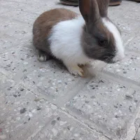 خرگوش