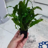 گیاه اکواریومی|ماهی|گرگان, |دیوار