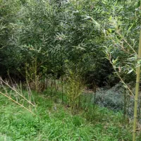 نی خیزران تعداد داخل زمین