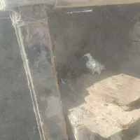 فروش کفتر|پرنده|شیراز, شهرک ترکان|دیوار