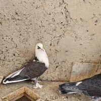 کبوتر شازده|پرنده|اصفهان, خواجه عمید|دیوار