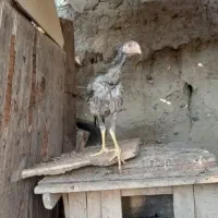 یک عدد خروس یک عدد مرغ دوتا فریح|حیوانات مزرعه|انزل, |دیوار