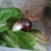 یک عدد حلزون بالغ تخم گذار