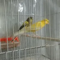 یک جفت قناری درشت کشیده، سوپری