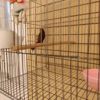 قناری سرخ سوخته  نر|پرنده|صدرا-فارس, فاز ۱|دیوار