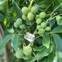 فروش نهال گردو جمال باردهی از سال اول(تضمینی)|خدمات باغبانی و درختکاری|اسدآباد, |دیوار