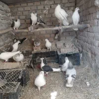 کبوتر صده همه مدل|پرنده|سبزوار, نواب صفوی|دیوار