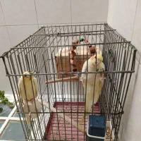 عروس هلندی ماده|پرنده|شیراز, شهرک سراج‎|دیوار