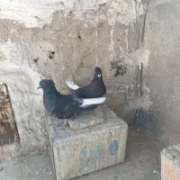 کبوتر دم سفید|پرنده|رباط‌کریم, آدران|دیوار
