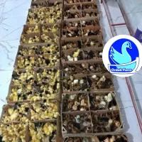 فروشگاه اردک فارم انواع جوجه گلپایگان اردک پکنی|حیوانات مزرعه|سنگر, |دیوار