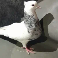 ی جفت طوقی پا